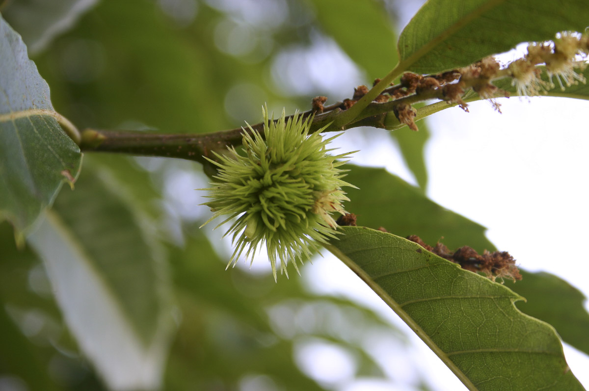 Homoródkarácsonyfalvi Közbirtokosság